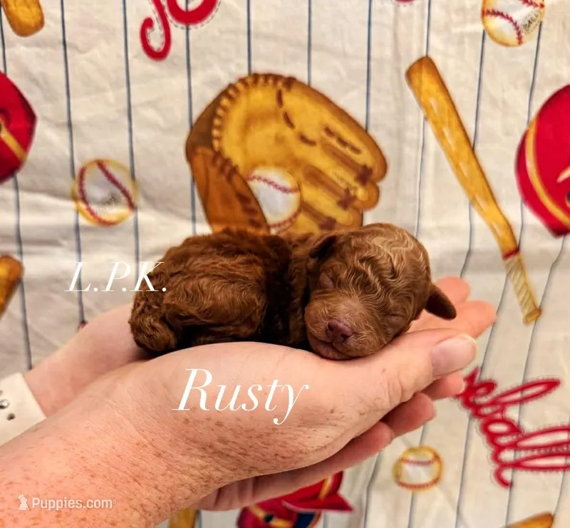 Tiny Toy Rusty – Poodle - Toy  puppy for sale in Winnsboro, LA