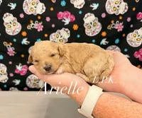 Tiny Arielle, a female Maltipoo for sale in Winnsboro, LA – 2 of 2