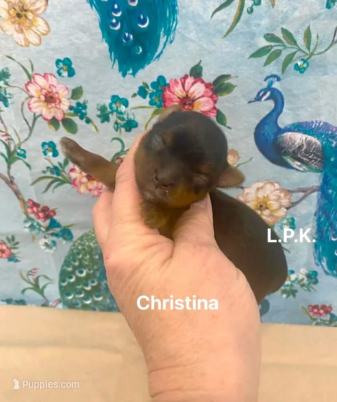 Tiny Christina Female, BBB Accredited 