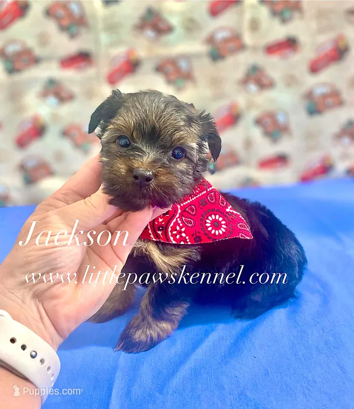 Tiny Jackson male – Yorkshire Terrier puppy for sale in Winnsboro, LA
