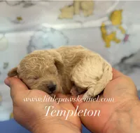 Templeton, a male Maltipoo for sale in Winnsboro, LA – 1 of 1