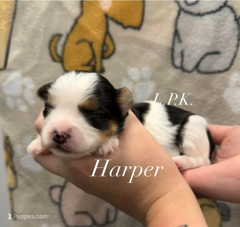 Harper – Yorkshire Terrier puppy for sale in Winnsboro, LA