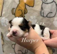 Harper, a female Yorkshire Terrier for sale in Winnsboro, LA – 1 of 1