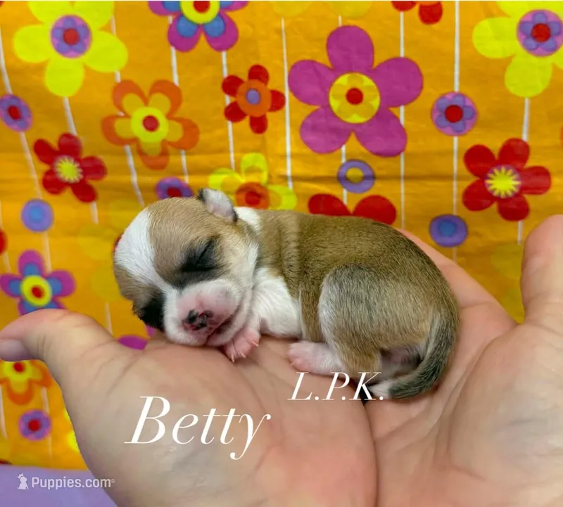 Tiny Betty Female  – Chihuahua puppy for sale in Winnsboro, LA