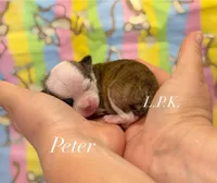Tiny Peter male, a male Chihuahua for sale in Winnsboro, LA – 1 of 1