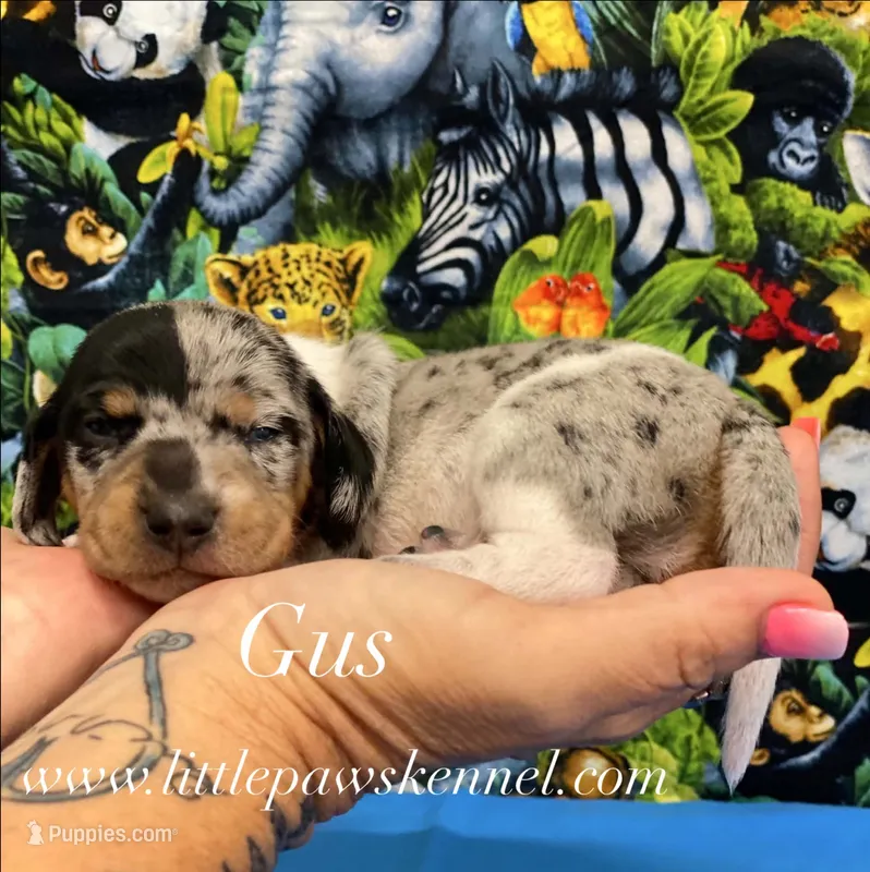 Mini Gus male – Miniature Dachshund puppy for sale in Winnsboro, LA