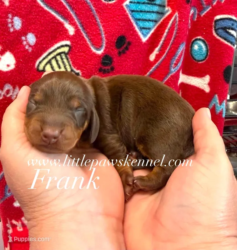 Frank – Miniature Dachshund puppy for sale in Winnsboro, LA