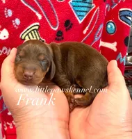 Frank, a male Miniature Dachshund for sale in Winnsboro, LA – 1 of 1