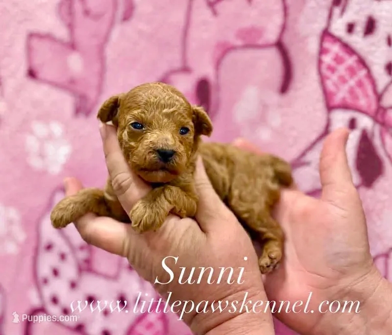 Sunni – Poodle - Toy  puppy for sale in Winnsboro, LA