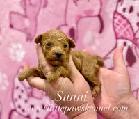 Sunni, a female Poodle - Toy  for sale in Winnsboro, LA – 1 of 1