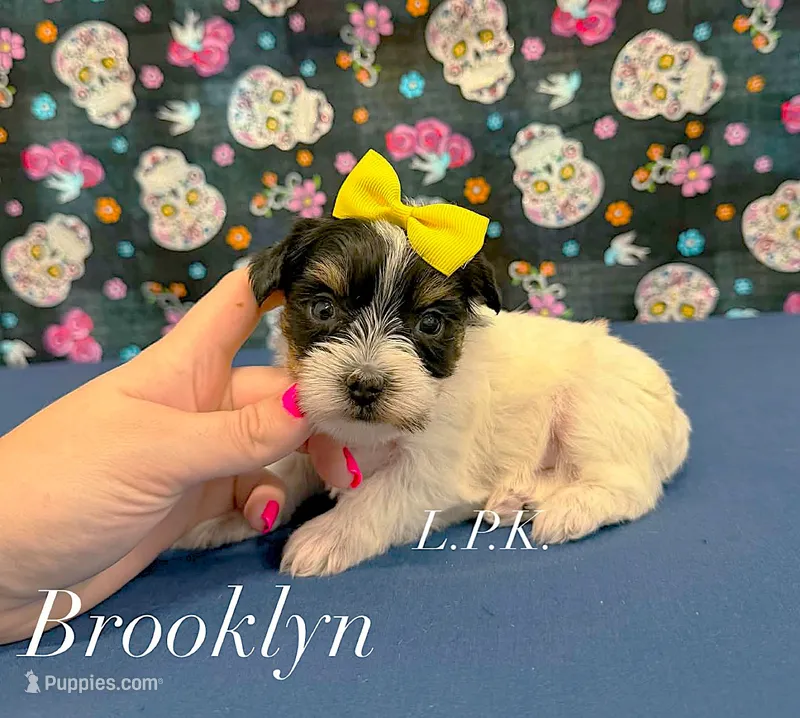 Tiny Brooklyn female – Yorkshire Terrier puppy for sale in Winnsboro, LA