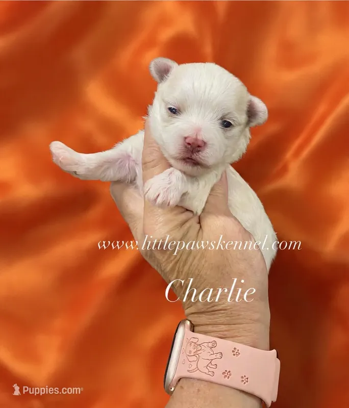 charlie – Maltese puppy for sale in Winnsboro, LA
