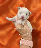 charlie, a  Maltese for sale in Winnsboro, LA – 1 of 1