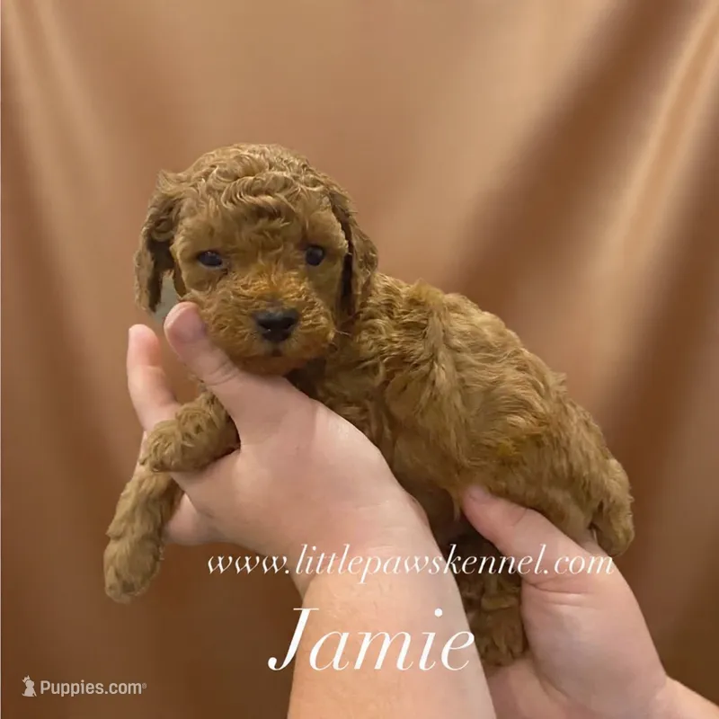 Jamie – Poodle - Toy  puppy for sale in Winnsboro, LA