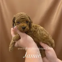 Jamie, a male Poodle - Toy  for sale in Winnsboro, LA – 1 of 1