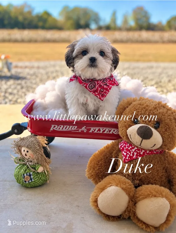 Tiny Duke male Malshi – Mal Shi puppy for sale in Winnsboro, LA