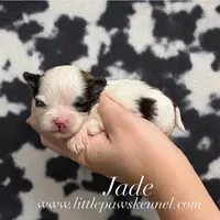 Jade, a female Mal Shi for sale in Winnsboro, LA – 1 of 1
