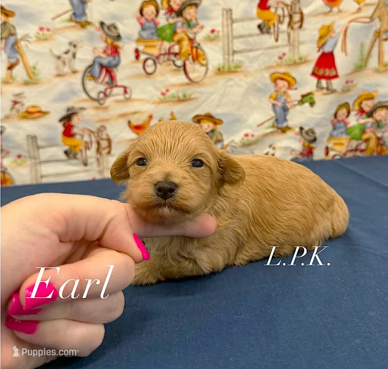 Earl – Maltipoo puppy for sale in Winnsboro, LA