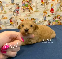Tiny Earl, a male Maltipoo for sale in Winnsboro, LA – 2 of 4