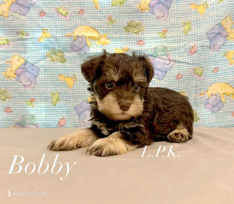 Mini Bobby male – Miniature Schnauzer puppy for sale in Winnsboro, LA