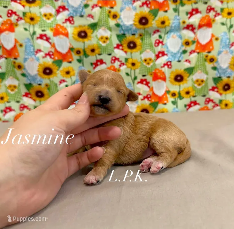 Jasmine – Maltipoo puppy for sale in Winnsboro, LA