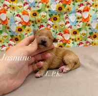 Jasmine, a female Maltipoo for sale in Winnsboro, LA – 1 of 1