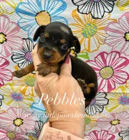 Pebbles, a female Miniature Dachshund for sale in Winnsboro, LA – 1 of 1