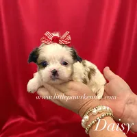 Tiny Daisy, a female Mal Shi for sale in Winnsboro, LA – 1 of 2