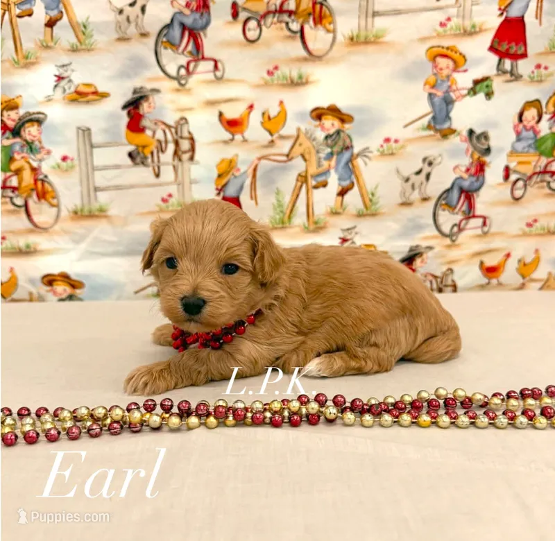 Tiny Earl – Maltipoo puppy for sale in Winnsboro, LA