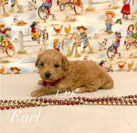 Tiny Earl, a male Maltipoo for sale in Winnsboro, LA – 1 of 4