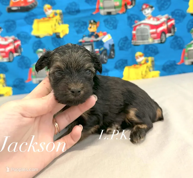 Tiny Jackson male – Yorkshire Terrier puppy for sale in Winnsboro, LA