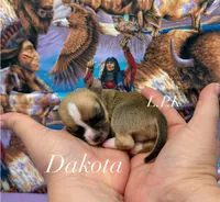 Tiny Dakota male, a male Chihuahua for sale in Winnsboro, LA – 1 of 1
