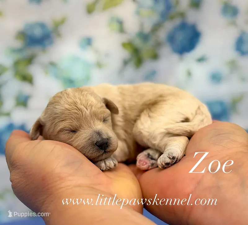 Zoe, a male Maltipoo for sale in Winnsboro, LA – 1 of 1