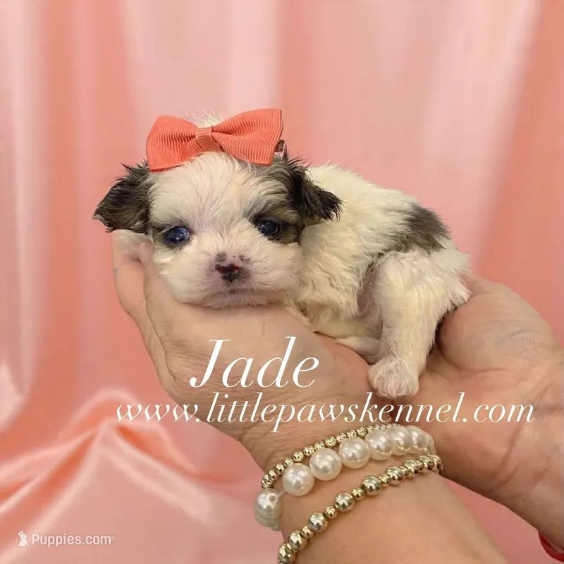Tiny Jade – Mal Shi puppy for sale in Winnsboro, LA