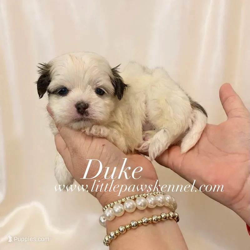 Duke – Mal Shi puppy for sale in Winnsboro, LA