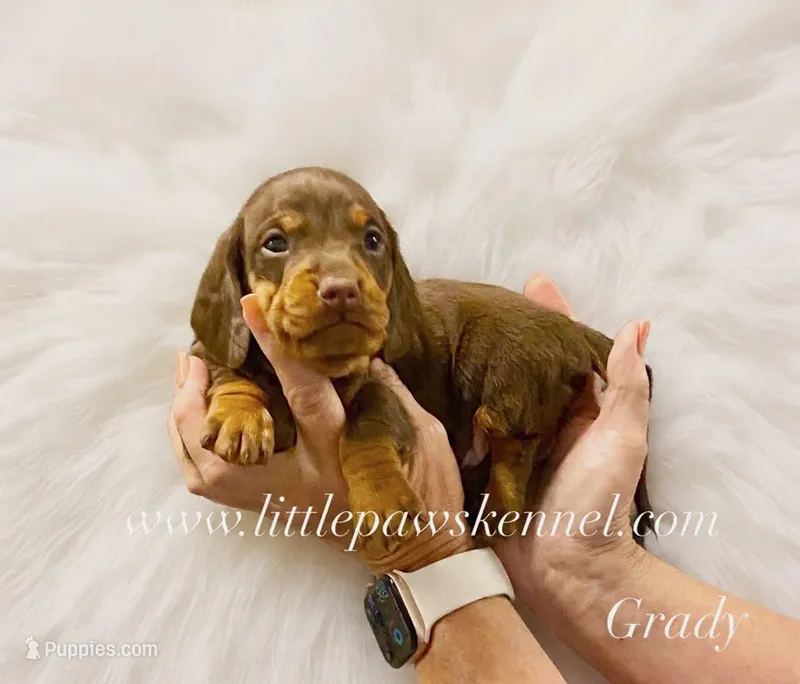 Grady – Miniature Dachshund puppy for sale in Winnsboro, LA