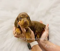 Mini Grady, a male Miniature Dachshund for sale in Winnsboro, LA – 2 of 3