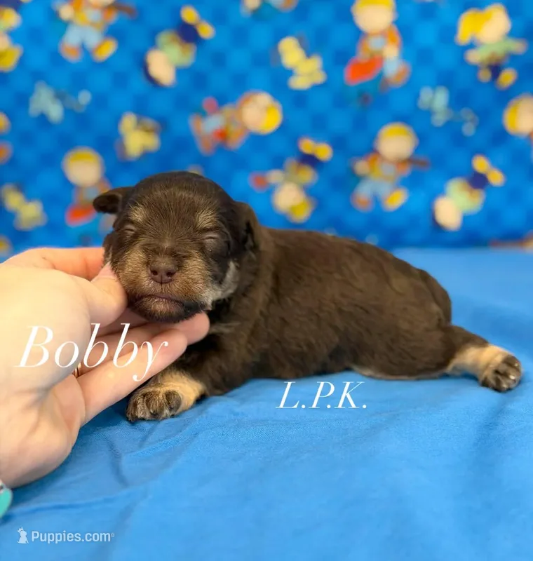 Mini Bobby male – Miniature Schnauzer puppy for sale in Winnsboro, LA