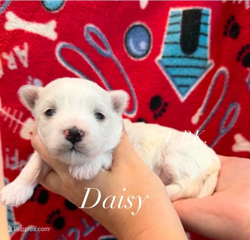 Daisy – Maltese puppy for sale in Winnsboro, LA