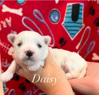 Daisy, a female Maltese for sale in Winnsboro, LA – 1 of 1