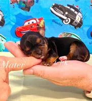 Tiny Mater male, a male Yorkshire Terrier for sale in Winnsboro, LA – 1 of 1
