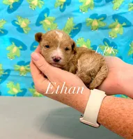 Ethan, a male Maltipoo for sale in Winnsboro, LA – 2 of 2