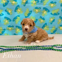 Ethan, a male Maltipoo for sale in Winnsboro, LA – 1 of 2