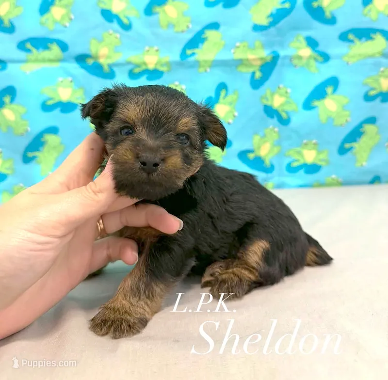 Tiny sheldon male – Yorkshire Terrier puppy for sale in Winnsboro, LA