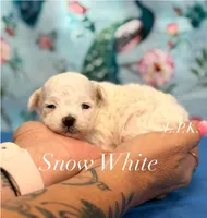 Tiny Snow White female, a female Poodle - Toy  for sale in Winnsboro, LA – 1 of 1