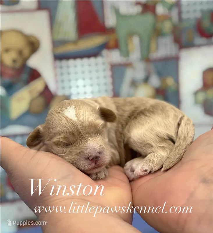 Winston – Maltipoo puppy for sale in Winnsboro, LA