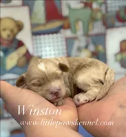Winston, a male Maltipoo for sale in Winnsboro, LA – 1 of 1