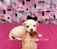 Tiny Ashley, a female Maltese for sale in Winnsboro, LA – 1 of 2