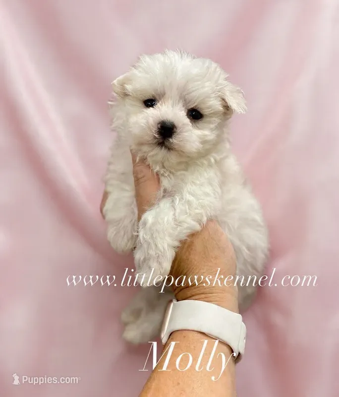 Molly – Maltese puppy for sale in Winnsboro, LA