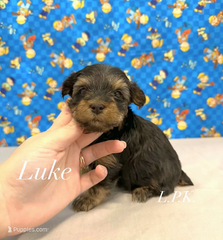 Tiny Luke male – Yorkshire Terrier puppy for sale in Winnsboro, LA